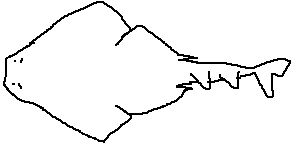 Squatina albipunctata